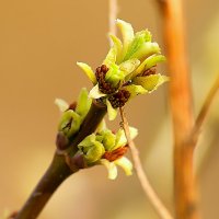 *** :: Василий Панкрушов