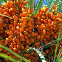 Плоды пальмы :: Вера Щукина