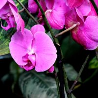 Орхидеи :: Татьяна Богачева