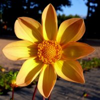 Солнечный цветок :: Асылбек Айманов