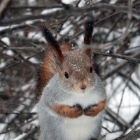 Ой, не снимайте меня! Я сегодня без лифчика... :: Виктор Кац