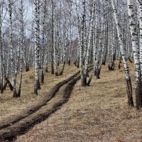 Средь белоствольных берёз. :: Наталья Юрова