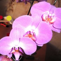 Орхидея :: Лебедев Виктор 