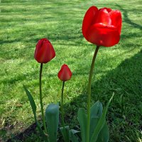 "...Пылают счастьем красные тюльпаны, Слегка склонившись аленьким цветком....!" :: Galina Dzubina