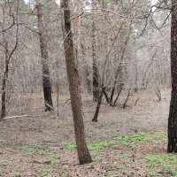 Весной пасмурный день. :: Олег Афанасьевич Сергеев