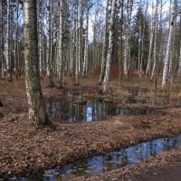 Лазурью светит небосвод, смолою почек воздух пахнет... :: ТАТЬЯНА (tatik)