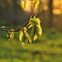 Рассвет. :: владимир 