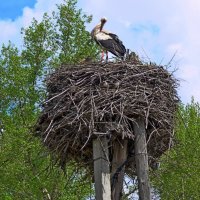 Пёрышки почистить... :: Татьяна Черняева