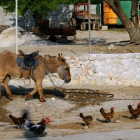 По зову обеденного гонга. :: Николай Карандашев