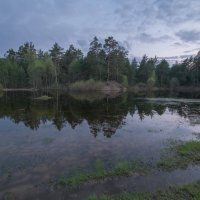 в дебрях лесных :: Алексей -