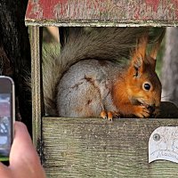 Итак, фотографируем белку :: Валерий Дворников