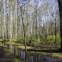 Молодые сосны в березовой роще :: Sergey Lebedev