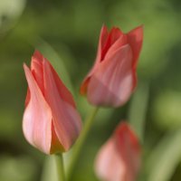 Тюльпаны :: AllaSaa 
