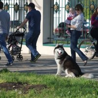 Скромность... :: Balakhnina Irina