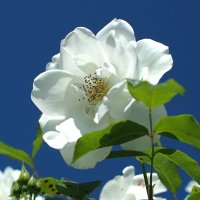 Rosa floribunda" Iseberg" :: wea *