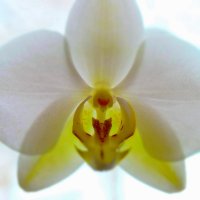 Орхидея :: Мария 