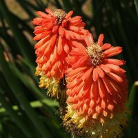 Kniphofia :: wea *