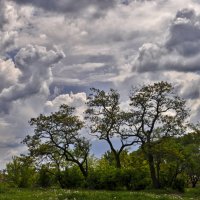 Перед грозой :: Наталия Рой