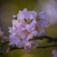 Яблони в цвету... :: Марина Назарова