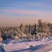 Утро в зимнем лесу. :: Владимир Батурин