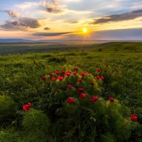 Пионы в степи. :: Фёдор. Лашков