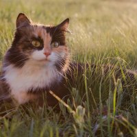 Кошка в траве :: Динара Жантуарова