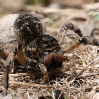 Самка южнорусского тарантула (мизгиря) с коконом. :: Александр Чудесенко