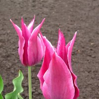 Тюльпаны  лилиецветные :: super-krokus.tur ( Наталья )
