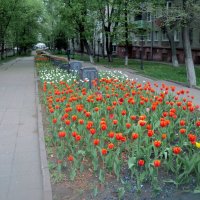 Аллея Памяти воинам-интернационалистам в  центре города Люберцы :: Ольга Кривых