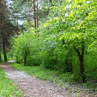 Стояло юное,в цвету,едва с весной расставшись лето. :: Александр Садовский