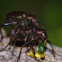 Из жизни насекомых :: Валерий Голоха
