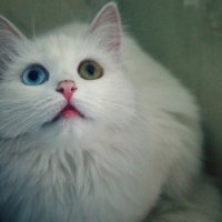 Моя кошка. :: Алина Якушина