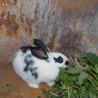Кролик. :: Yulia 