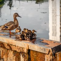 Утята нашего пруда :: Егор Козлов