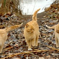 Три кота :: Елена Подоляк