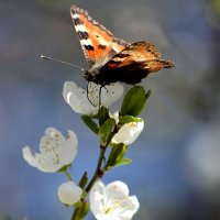 Бабочка на цветке :: Alexei Kopeliovich
