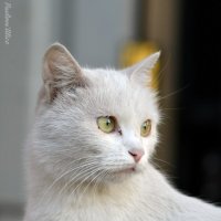 Кошка :: Алиса Павлова