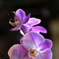 Орхидея :: Galina Kazakova