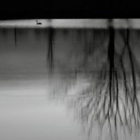 "...а черный лебедь на пруду..." :: Valery Penkin