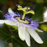 Passiflora incarnata :: Лариса Н