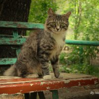 Cat :: Татьяна Носкова
