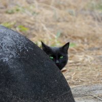 Черный кот :: ElenaVance 