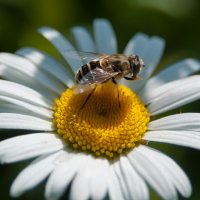 Пчеловидка лесная :: Владимир Брагин
