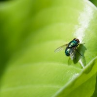Зелёная муха :: Владимир Брагин