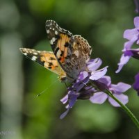 Miss Butterfly :: Алёна Романова