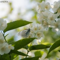 В цветущем саду.. :: Алёна Романова