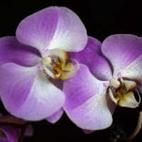 Орхидеи :: Galina Kazakova
