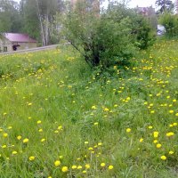 одуванчики в городе.. :: николай баулин