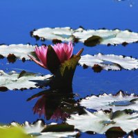 Лилия водяная,отражение в воде :: Galina Kazakova