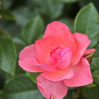 Розовая роза :: Galina Kazakova